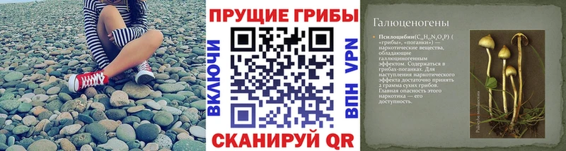 Галлюциногенные грибы Psilocybine cubensis  Сорочинск 